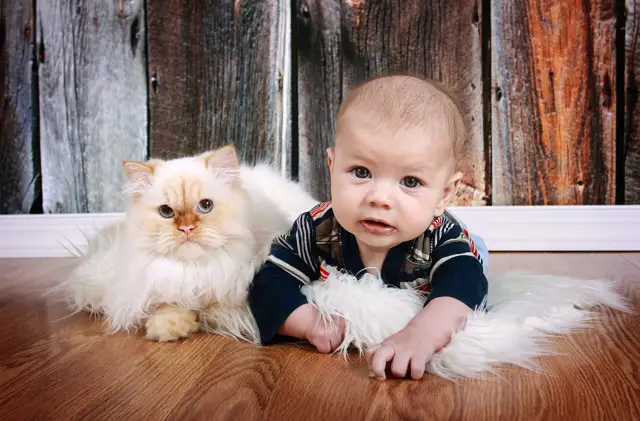 Мурка и малыш: как подружить кошку с ребёнком?