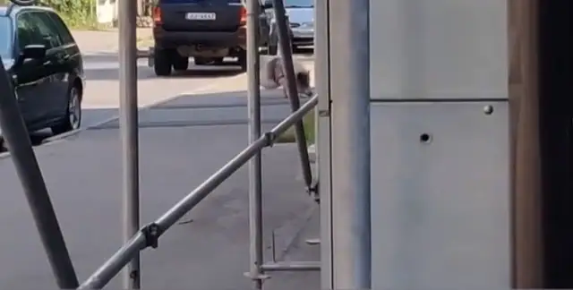 Обычная картина в Московском форштадте: хозяин выгуливает свинью (ВИДЕО)