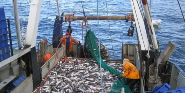 Салаки меньше на 90%: Балтийское море стремительно теплеет