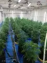 В Юрмале обнаружена профессиональная плантация марихуаны