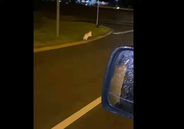 «Даже кот в локдауне»: как полиция в комендантский час гналась за котом (ВИДЕО)