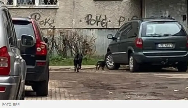 Разорвали несколько котов: в Илгуциемсе удалось поймать двух опасных собак