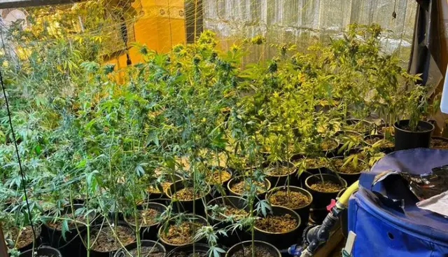 Выращивал марихуану и продавал жителям Вецмилгрависа