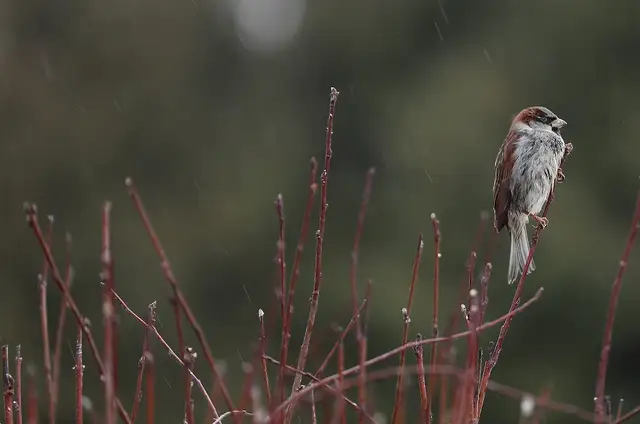 Trešdien Latvijā kļūs ievērojami vēsāk, gaidāms lietus