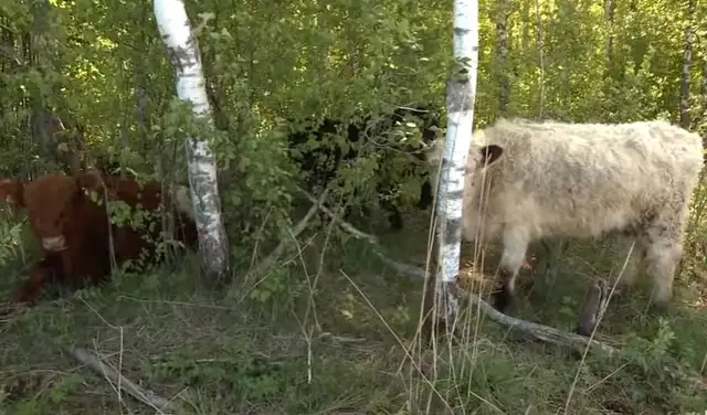 Спасают латвийские луга: в Риге появились коровы особого назначения (ВИДЕО)