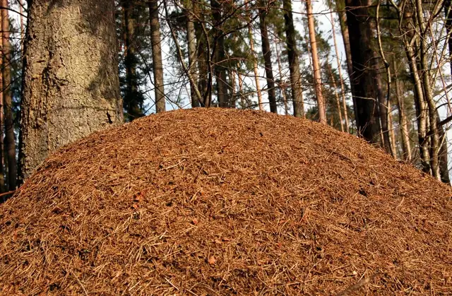 Dabas muzejs aicina iesaistīties foto iniciatīvā «Meklējam Latvijā lielākos skudru pūžņus»