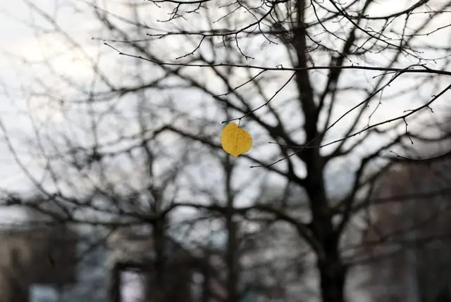 Nedēļa noslēgsies ar pelēku un mitru dienu