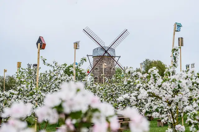 Tulpju un pavasara ziedu festivāls