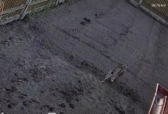 Рысь «захватила» ферму в Латвии: ничего не мешает охотиться. Но что же делать хозяевам? (ВИДЕО)