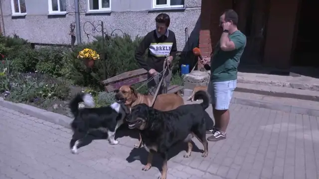 Восемь собак и несколько кошек в одной квартире! Соседи жалуются, власти бессильны