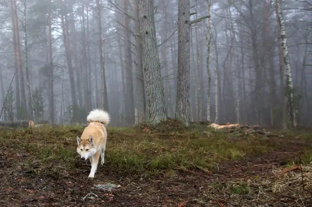 Veterinārārstu biedrība aicina dzīvnieku īpašniekus zāļu rezervi svētku laikam veidot savlaicīgi