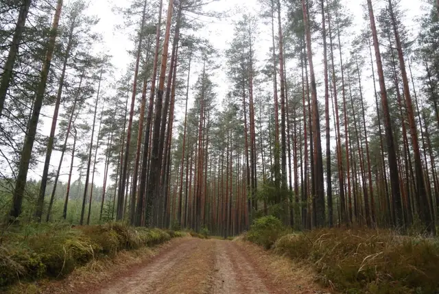 Давним партнёрам помогали «по знакомству»?  На миллионы евро оштрафованы «Latvijas valsts meži»