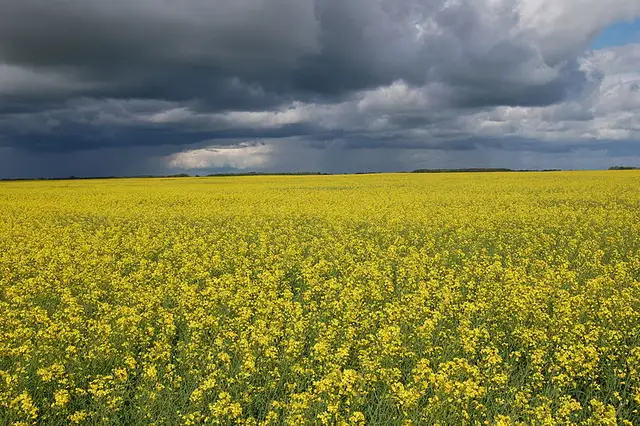 Доколе? Белоруссия экспортирует масло из рапса, украденного в Украине, через Латвию