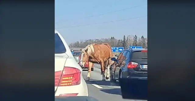 Необычный участник дорожного движения: по Елгавскому шоссе бродила одинокая лошадь (ВИДЕО)