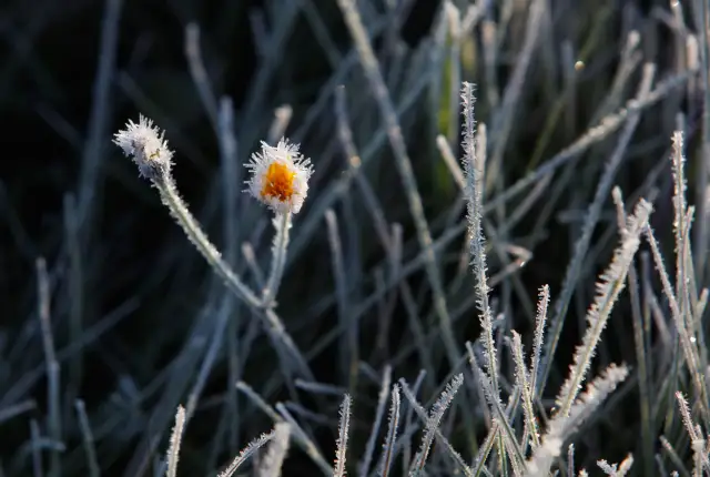 Naktī gaisa temperatūra vietām noslīdēs nedaudz zem nulles