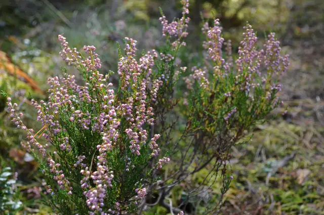 Diena paies bez ievērojamiem nokrišņiem
