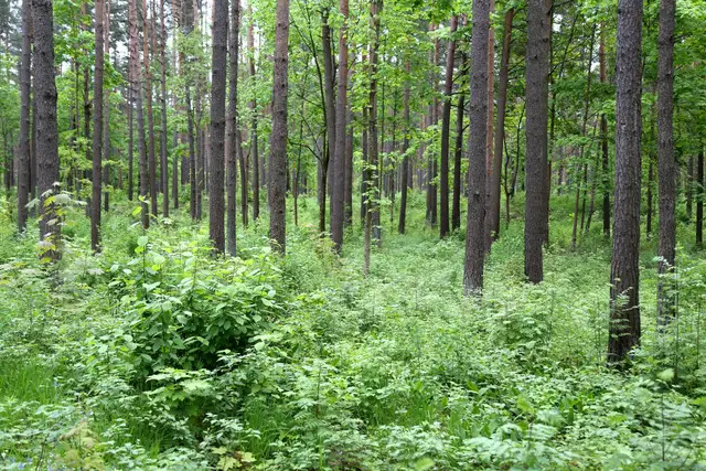 Pēc ilgiem meklēšanas darbiem no meža Smiltenes novadā iznests apmaldījies cilvēks
