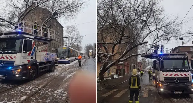 Упавшее дерево заблокировало движение трамваев в Риге