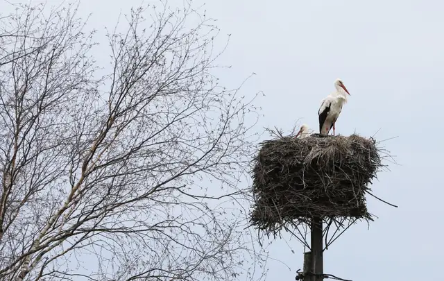 Šonedēļ brīžiem līs un gaisa temperatūra būs mērena