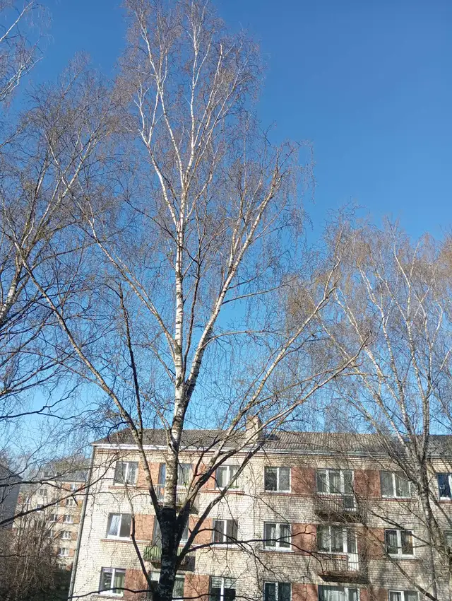 Nedēļas nogalē gaidāms stiprs vējš un nokrišņi