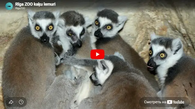 Rīgas zooloģiskā dārza kaķu lemurus var vērot tiešsaistē