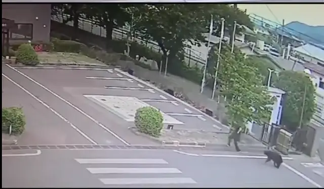 Медведь открыл кран, окно и сбежал: город ищет зверя, которого назвали слишком умным