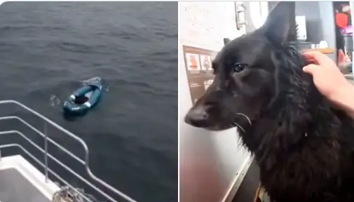 Пёс уплыл в море на каяке — и его нашли там, где надежда уже почти закончилась