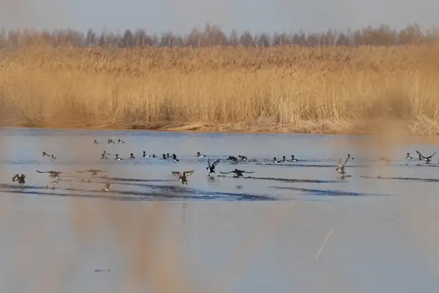 Mārupes novadā pie Babītes ezera veikti plūdu risku mazināšanas darbi