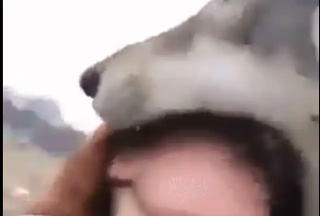 Когда волк берет твою голову в пасть: настоящий размер зверя (ВИДЕО)