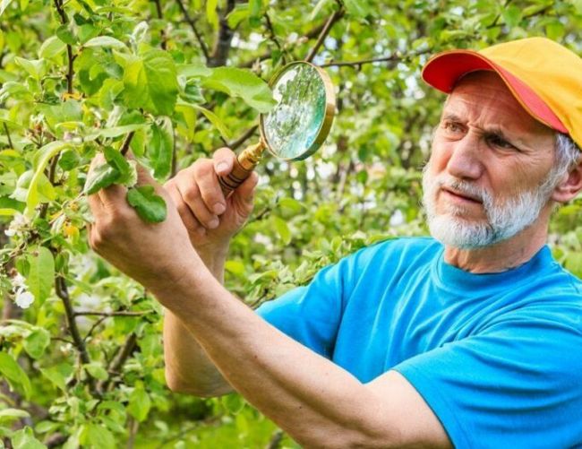 Опасные пришельцы: на латвийские сады обрушились испанские слизни