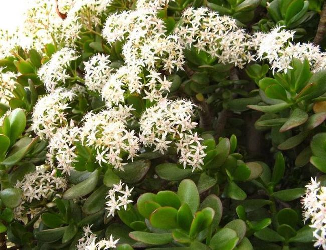 Piektdien gaisa temperatūra pakāpsies līdz +17 grādiem