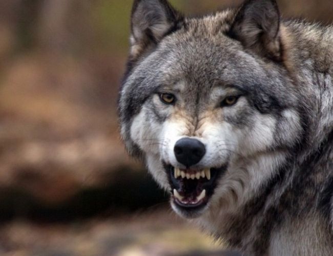 Волки! Одни требуют стрелять без жалости, другие — запретить охоту. Как быть?