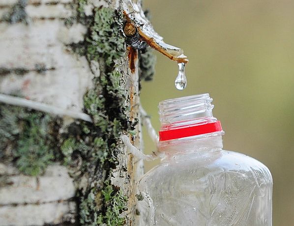 Чистый как слеза? Что нам продают под видом берёзового сока