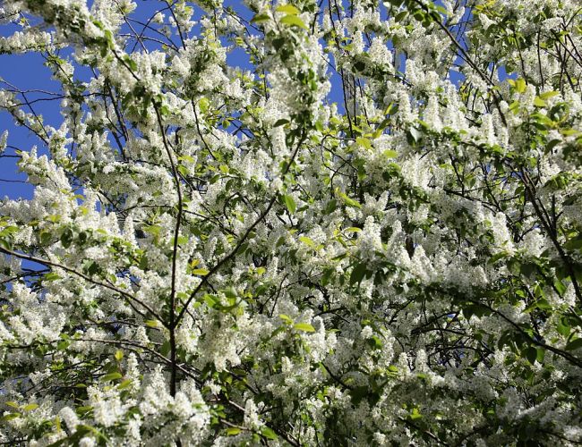 Резкое переключение: май начнётся почти с летнего тепла — надолго ли, пока неясно