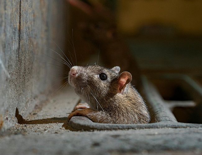 Невероятно, но факт: от пожара рижанина спасла крыса