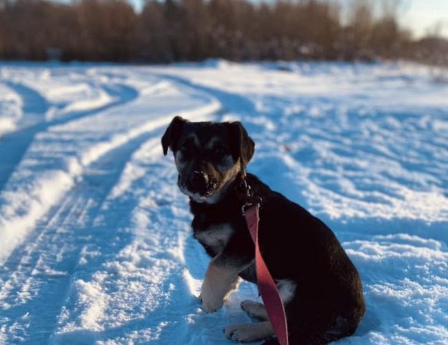 Умён как Сократ: сбежавший от новых хозяев пёс сам вернулся в приют