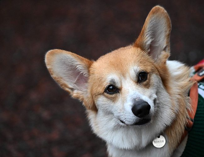 Одного желания мало: собачников предлагают обложить налогом на питомца