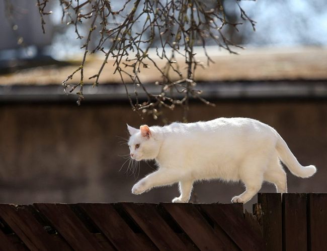 Labots 9. marta siltuma rekords Latvijā