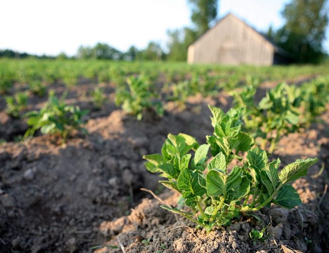 «Вернуть людей на село может только чудо»: советы, как защититься от голода, бесят сельчан