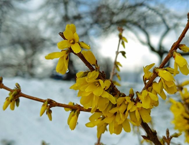 Синоптики предупреждают: в конце апреля ожидаются снег, град и заморозки