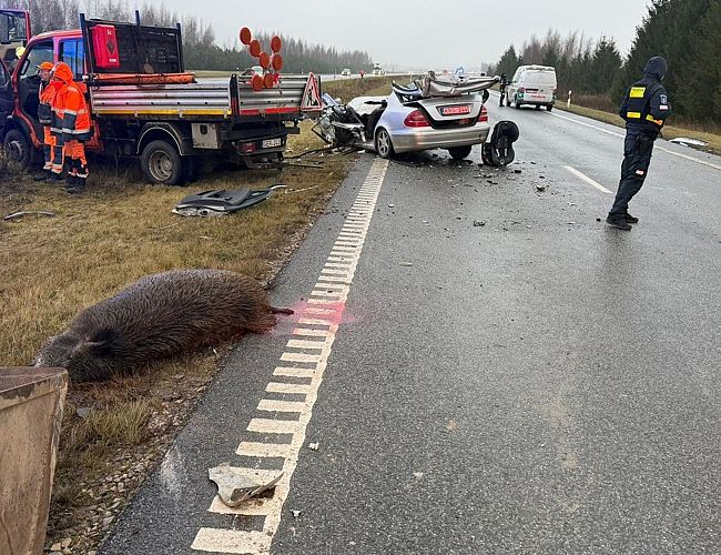 Жуткое ДТП на дороге Лиепая-Паланга: шесть машин угодили в стадо диких свиней