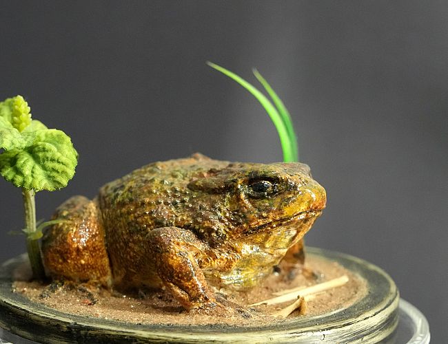 Миссия: ЖАБА! Нужны добровольцы, чтобы «спасти принца»