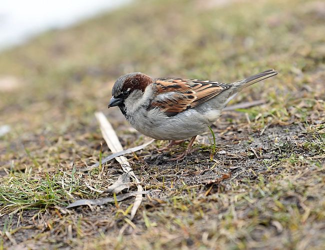 Будет ли тепло в среду? Синоптики дали прогноз
