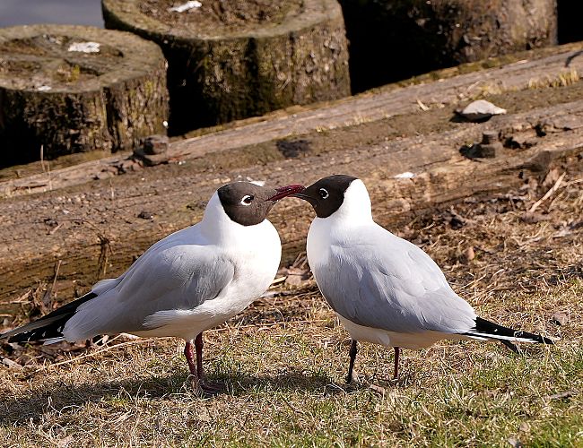 То солнце, то дождь: чего ждать от погоды на следующей неделе
