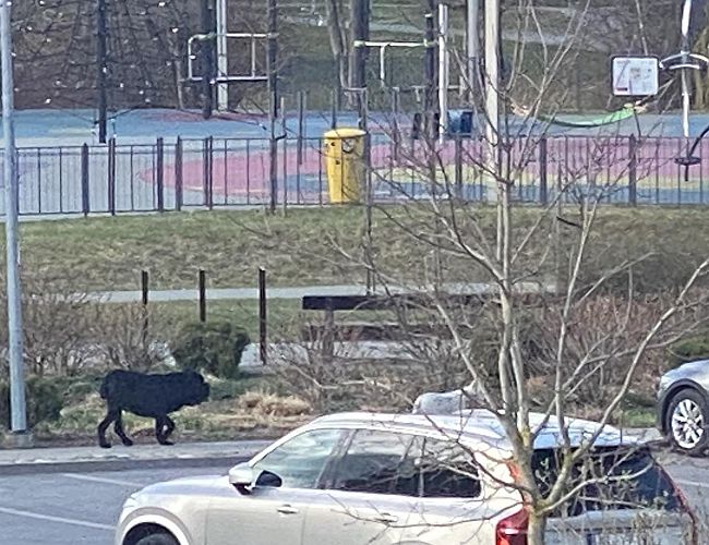 Собаки-убийцы рыскают у детской площадки: уже загрызли мирного корги