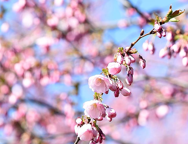 Otrdien saglabāsies saulains laiks