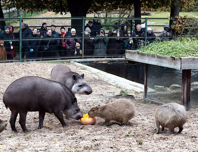Люди вели себя как животные: грустные впечатления от посещения зоопарка «по акции»