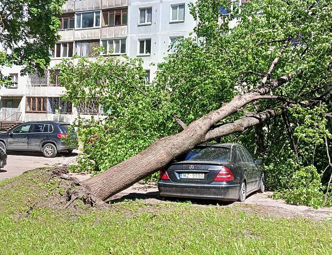 Объявлено жёлтое предупреждение: в Иманте дерево придавило автомобиль