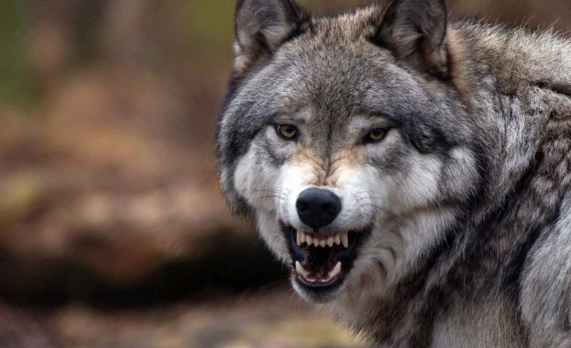 Жуткий инцидент под Талси: из леса вышли волки и устроили драку с местной  собакой (ВИДЕО) - Press.lv