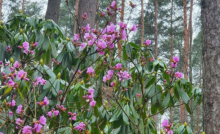 Babītes Rododendru audzētavā sākas Rododendru ziedēšanas festivāls